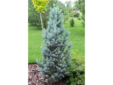 424,6���. ��� Picea pungen Iseli Fastigiate (������ 1,5�)