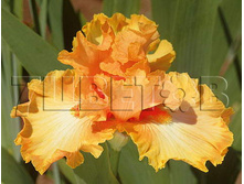 Iris germanica Orange Chariot ���� ��������� ����� ������ € 1,07 78,11���..jpg