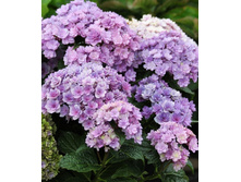 229���. ��������� �������������� ������.jpg