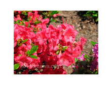 Azalea japonica Gabriele ������ �������� �������� -22�C 2 ltr 12-18 € 7,25 543,77�..jpg