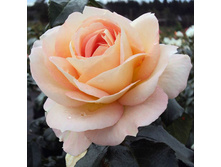 Rosa floribunda Marie Antoinette.jpg