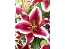 27,34���. ����� �������� ������(��� 7 ��. ���������� �� 2��.).jpg