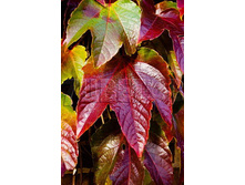 Parthenocissus tricuspidata Veitchii ������� �������� ������������ ������ 2 ltr € 6,42 481,33�..jpg