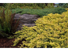 107,8���. ������������ Juniperus conferta Golden Wings_P9 12-15.jpg