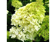 168���. ��������� ����������� ����������� �1.5.jpg