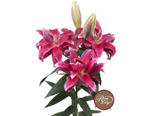 57,68���. ����� ROSELILY �����(�������� ���� �� 5 ��., ����������� ����� 1��.)���17.jpg