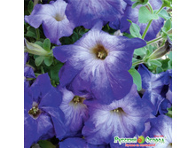 �.������� ������� ����� ���� ���. ����.jpeg