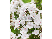 78,15���. ����� �����(�������� ���� �� 2 ��., ����������� ����� 1��.)���17.jpg