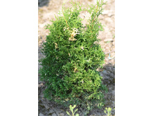 107,8���. ��� Thuja occidentalis Konfettii_P10.5.jpg