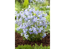 97,1���. ����� ������ ������(�������� ���� �� 2 ��., ����������� ����� 1��.)���17.jpg