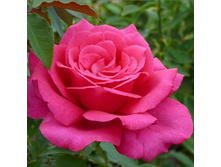 Rosa tea hybrid Parole.jpg