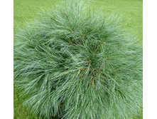 403,5���. ����� Pinus strobus Blue Shag (������ 1,5�)