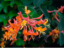 Lonicera brownii Fuchsioides ��������� ������ ������������ 2 ltr € 5,31 398,08�..jpg