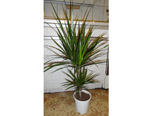 ������� �� 550 ���.