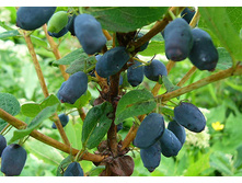 Lonicera kamtschatica Morena ��������� ���������� ������ 2 ltr € 4,95 371,08�..jpg