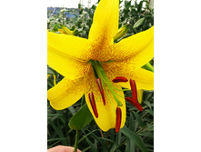 40,8���. ����� ���� �����(��� 5 ��. ���������� �� 2��.).jpg