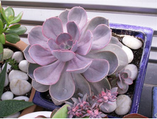 �������� ���� ���� ��� �������� ( Echeveria 'Perle von Nurnberg' )