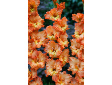 9,11���. ��������� �������� ������(���������� ������ ������ ���������� �� 8 ��.)���17.jpg