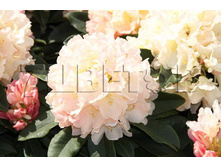 Rhododendron yakushimanum Golden Torch ����������� ������������ ������ ���� -22�C 5 ltr 20-25 € 16,37 1 228,05�..jpg