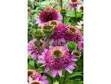 279,5���. �������� ���������� ������(�������� ���� �� 1 ��., ����������� ����� 1��.)���17.jpg