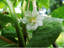 Actinidia kolomikta Sentyabraskaya ��������� ��������� ������������ 2 ltr € 5,91 443,08�..jpg