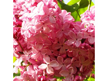 310���. ������ ����������� ����� ������.jpg