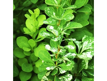 137���. �������� �������� ������.jpg