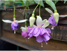 ������ ���������