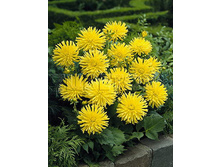 Dahlia Cactus Yellow Happiness �������� ���������� ������ ��������� € 0,88 64,24���..jpg