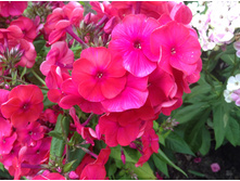 ��� ������� ���