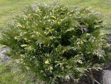 128,9���. ������������ Juniperus sabina Variegata_P9 15-20.jpg