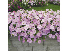 ������� ���������� �������� ���� ���. ����.jpg