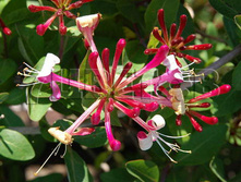 Lonicera periclymenum Chojnow PBR ��������� �������� ������ 2 ltr € 5,31 398,08�..jpg
