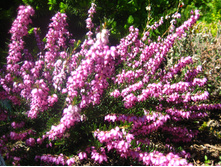 ����� ��� �������-161�