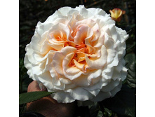 Rosa tea hybrid Comtessa.jpg