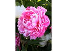 164,2���. ���� �.�. ������(�������� ���� �� 1 ��., ����������� ����� 1��.)���17.jpg