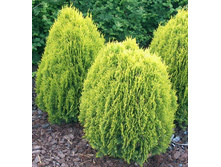 92���. ��� Thuja orientalis Aurea Nana.jpg