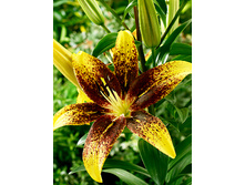 26,5���. ����� ��������(��� 7 ��. ���������� �� 2��.).jpg