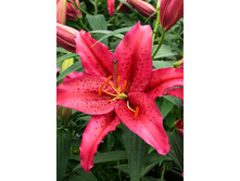 43,34���. ����� ���� ������(��� 5 ��. ���������� �� 2��.).jpg