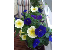 �.������� F1 ���� � ������ ���. ����.jpg