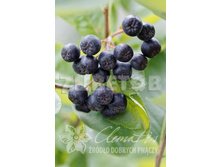 Aronia prunifolia Aron ������ ������������ ���� 2 ltr € 4,42 331,71�..jpg