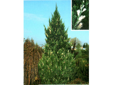 113,1���. ������������ Juniperus chinensis Stricta Variegata_P10,5.jpg