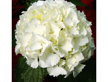 163���. ��������� �������������� �������.jpg