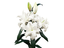 57,68���. ����� ROSELILY ������(�������� ���� �� 5 ��., ����������� ����� 1��.)���17.jpg