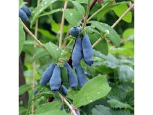 Lonicera kamtschatica Wojtek ��������� ���������� ������ 2 ltr € 4,95 371,08�..jpg