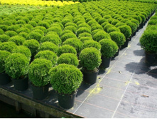 ��� Thuja occ. Tiny Tim P17(C2) 20-25 CM-5,59.jpg