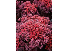 180���. ������ ���� ������(�������� ���� �� 1 ��., ����������� ����� 1��.)���17.jpg