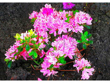 Azalea japonica Kermesina Rose ������ �������� ��������� ���� -22�C 1 ltr 8-12 € 4,14 310,49�..jpg