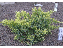 92���. ������������ Juniperus squamata Dream Joy_P9 10-12.jpg