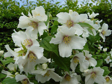 144���. �������� ����� �����.jpg